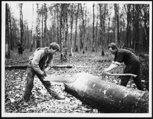 Cross-cutting a tree